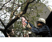 さくら育樹保護活動