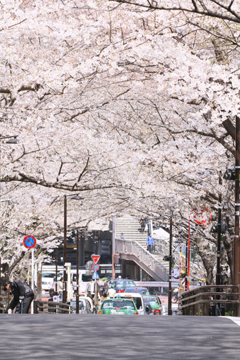 花市場・桜丘マルシェ